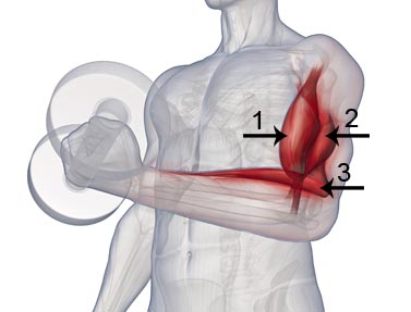 Štěpán rak/bicepskral.jpg Štěpán rak/bicepskral.jpg